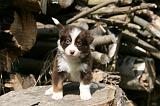 BERGER AUSTRALIEN PUPPIES 798